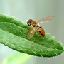 Hover fly