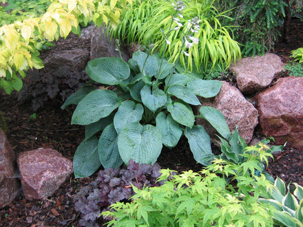 Hosta 'Bressingham Blue'