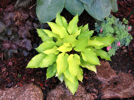 Hosta 'Fire Island'