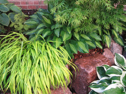 Hosta 'Striptease', Hakonechloa macra 'All Gold', Acer palmatum 'Kamagata'