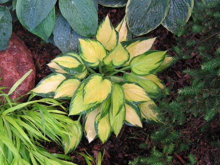 Hosta 'Orange Marmalade'