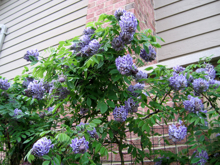 Wisteria 'Amethyst Falls'