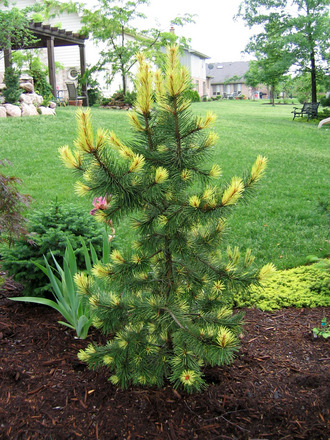 Pinus contorta 'Taylor's Sunburst'