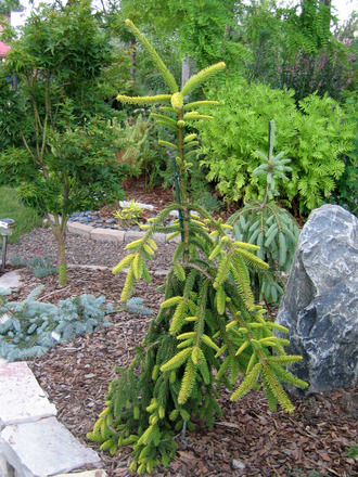 Picea abies 'Gold Drift'