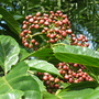 Leea indica