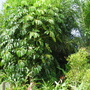 Schleffera actinophylla ( Umbrella tree ) (Schefflera actinophylla  (Australian Umbrella Tree))