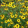 Rudbeckia_triloba_at_holbrook