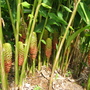 Zingiber spectabilis ( beehive ginger ) (Zingiber spectabilis)