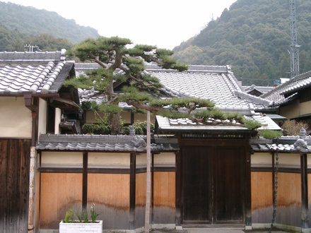 Japanese Trees 6
