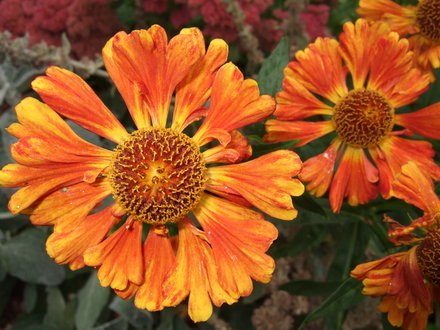 Helenium at Holbrook Garden (Helenium autumnale)