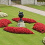 A garden flower photo