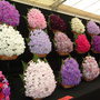 Sweetpea Display