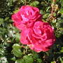 Roses at Lanydrock.