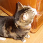 Cat with Attitude