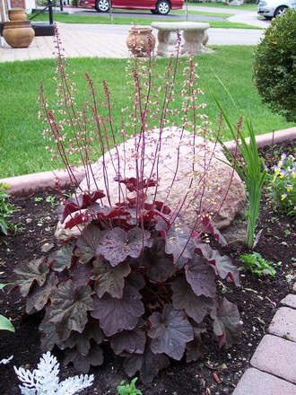 Heuchera (Heuchera x villosa 