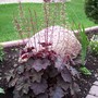 Heuchera (Heuchera x villosa "Mocha")