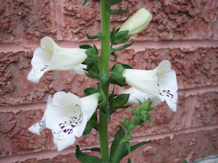 Foxglove