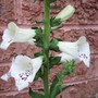 Foxglove