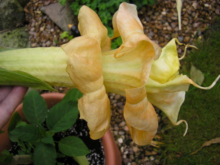 Brugmansia Angels Flight.