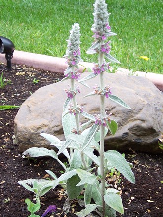 Lamb's Ears (Stachys byzantina (Lambs' ears))