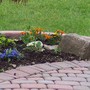 Goldfinch eating my marigold seeds