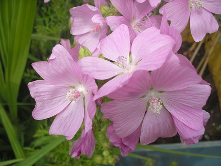 A garden flower photo