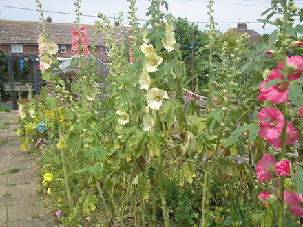 A garden flower photo