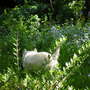 Garden_may_15th_2005_010