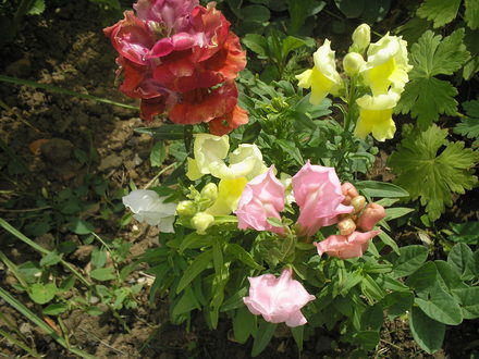 A garden flower photo