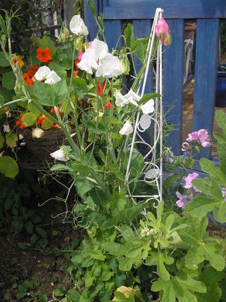 Sweet Peas