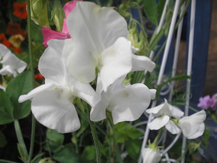 Sweet Peas