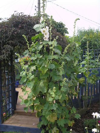 Hollyhocks
