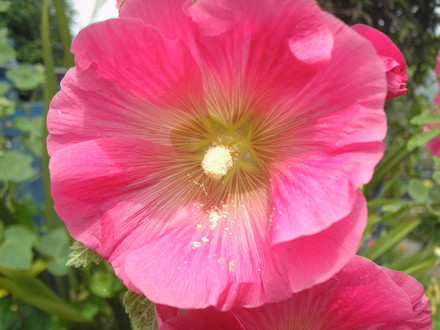 Hollyhock