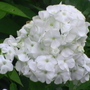 A garden flower photo