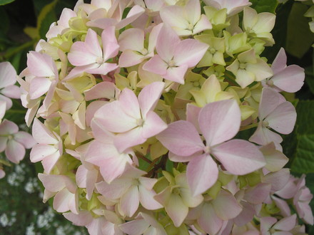 A garden flower photo