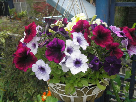 A garden flower photo
