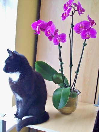 Febe Sitting With My Orchid In Full Bloom 