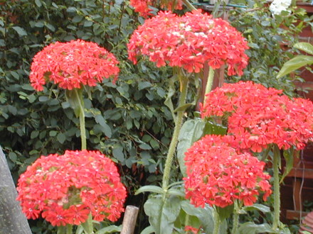 Lychnis chalcedonica
