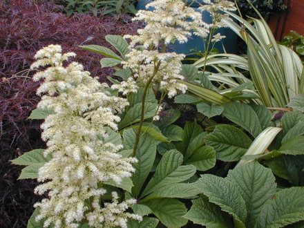Rodgersia