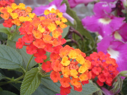 Lantana in greenhouse