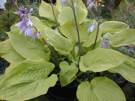 Yellow green hosta