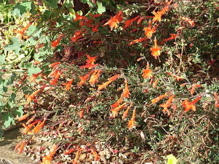Zauschneria californica (Zauschneria californica)
