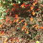 Zauschneria_californica
