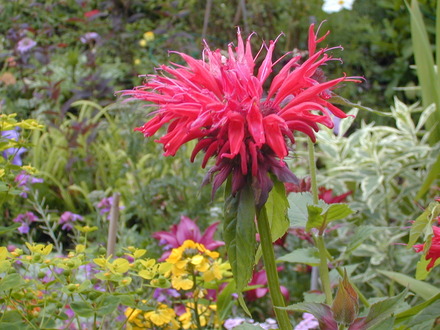 Monarda- cambridge scarlet
