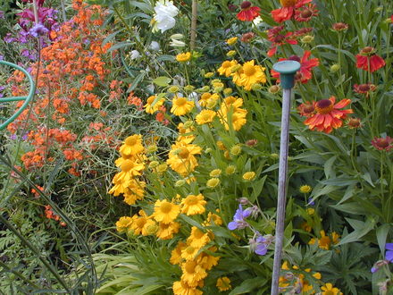 Heleniums and perennial wallflower