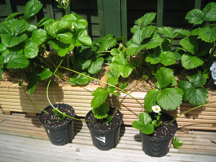 New Strawberry plants