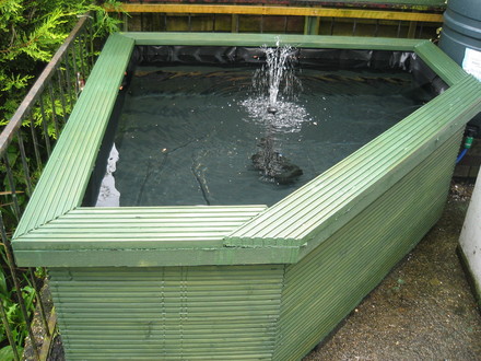 Our new pond