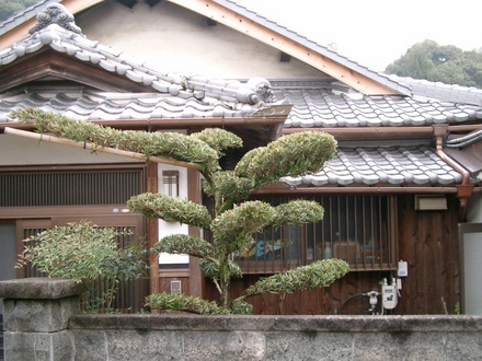 Japanese Trees 7