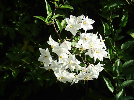 Solanum jasminoides 'Album' (Solanum jasminoides)
