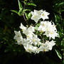 Solanum_jasminoides__album_